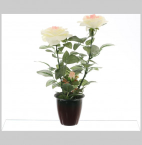 Цветы в горшке "Royal Classics /Куст белых роз" / 140406